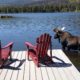 Moose Standing beside dock in lake